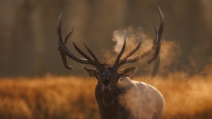 Bull Elk
