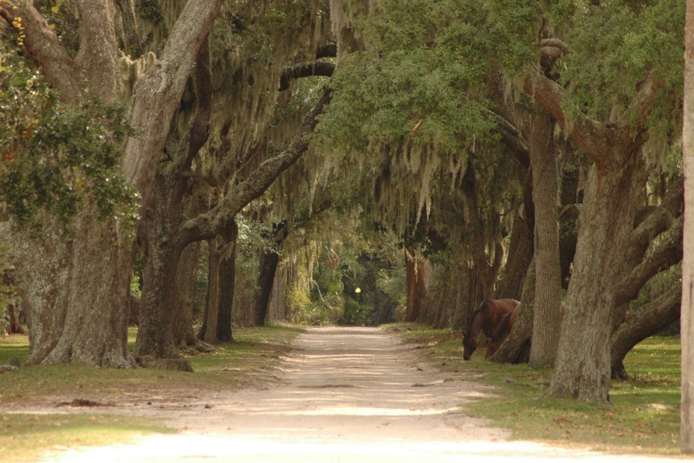road surrounded by trees with horse