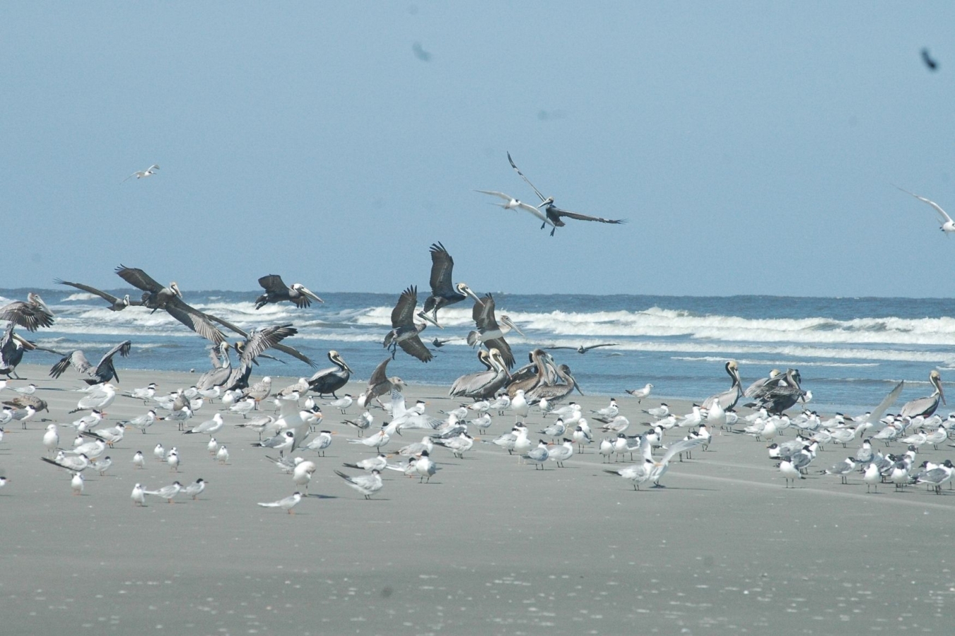 birds fly on beach