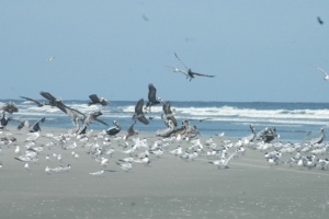 birds fly on beach