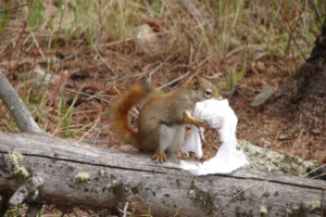 squirrel holds toilet paper in forest
