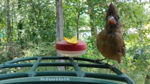 kiwibit bird feeder 1