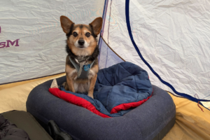 dog sits on dog bed in tent