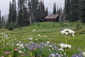 wooden log shelter in meadow with flowers