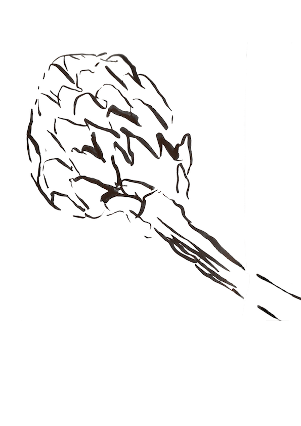 Globe artichoke 