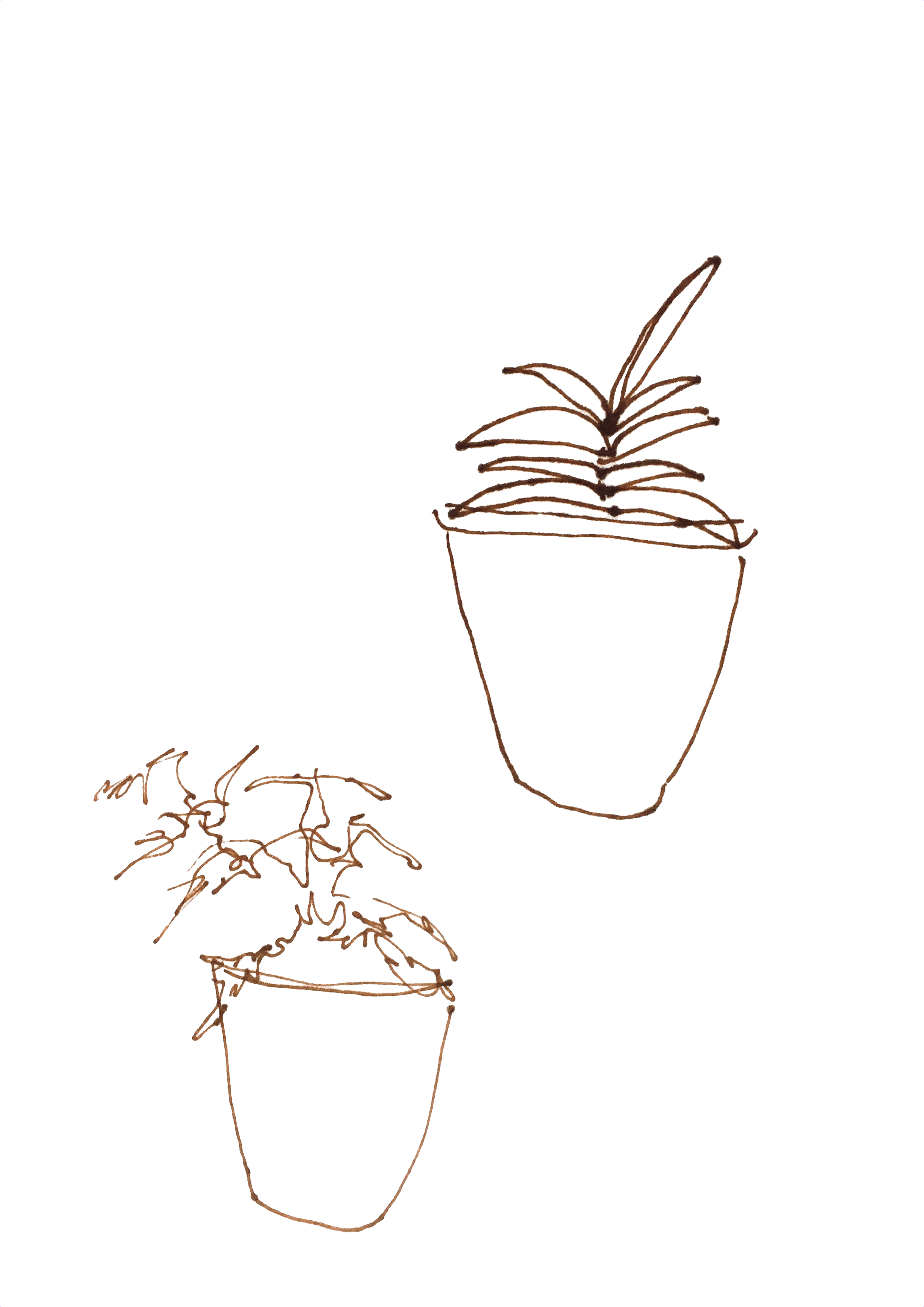 Two potted plants