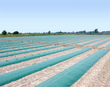 Green Plastic Mulch 1.0 mil Embossed