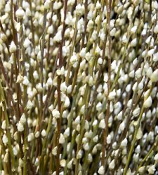 Pussy Willow Shrub - Bare Root 2pk Salis Discolor