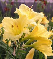 Happy+Returns+Daylilly+Rebloomer