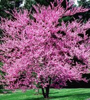 Red+Bud+Trees+Cercis+Canadensis+2+pack