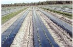 Black Plastic Mulch 1.0 mil Embossed