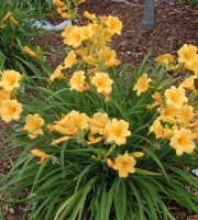 Stella+de+Oro+Daylily