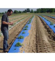 Blue Plastic Mulch 1.0 mil Embossed