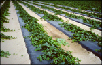 Photo-Degradable Embossed Black Plastic Mulch 0.6 mil
