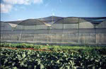 Insect Screens