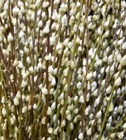 Pussy+Willow+Shrub+-+Bare+Root+2pk+Salis+Discolor