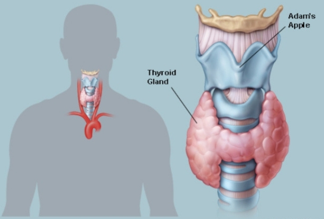 Thyroid Problem Thyroid Problem