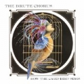 How the Caged Bird Sings by The Brute Chorus