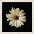 Flower by Cody Simpson