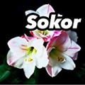 Sokor by Various Artist