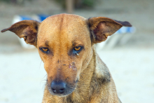 Alexander Christenson