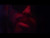 clipping. 'Welcome Home Warrior' music video