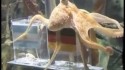 Parry Gripp 'Paul The Octopus' Music Video