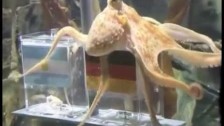 Parry Gripp 'Paul The Octopus' music video