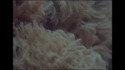 Amber Arcades 'Can't Say That We Tried' Music Video