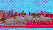 Panda Bear 'Praise' music video