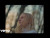 Billie Marten 'Creature of Mine' music video