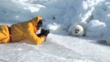 Parry Gripp 'Lazy Harp Seal Has No Job' music video