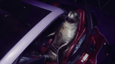 bleood 'i love seals' music video