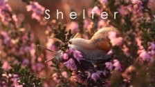 Participant 'Shelter' music video