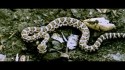 Lisa Marie Presley 'You Ain't Seen Nothin' Yet' Music Video