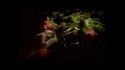 Amor Fou 'Il Periodo Ipotetico' Music Video