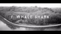 Eyjafjöll 'I, Whale Shark' Music Video