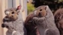 The Giggle Gems 'Lucky Squirrels' Music Video