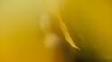 Ivana Mer 'Blueanco (The Little Mute Boy)' Music Video