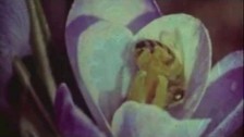 RUMTUM 'Alona' music video