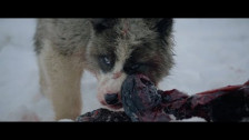 Geoffroy 'Raised By Wolves' music video