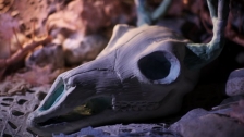 Iron And Wine 'Joy' music video