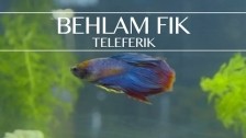 Teleferik 'Behlam Fik' music video