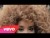 Lion Babe 'Jump Hi' music video