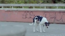 Trementina 'Oh Child' music video