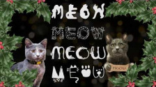 Guster 'Carol of the Meows' music video