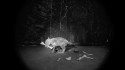PJ Harvey 'I Inside the Old I Dying' Music Video