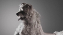 Harmonious Pimps of Harmony, The 'Nudgin' (Puppies)' Music Video