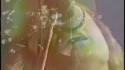 Genesis 'Follow You Follow Me' Music Video