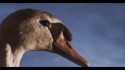 King Creosote & Jon Hopkins 'Third Swan' Music Video